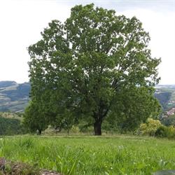 La Quercia B&B, SPA & WELLNESS, San Mauro di Saline orari di apertura