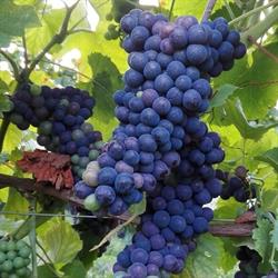 Monte Alto Franciacorta, Iseo orari di apertura