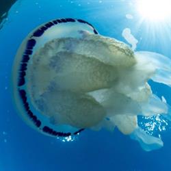 Blennius, Riccione orari di apertura