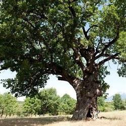 Agriturismo La Vecchia Quercia, Grumento Nova orari di apertura
