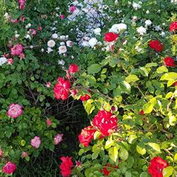 B&B Le Rose, Spello orari di apertura