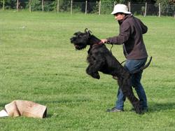 Allevamento schnauzer Tarros, Nerola orari di apertura