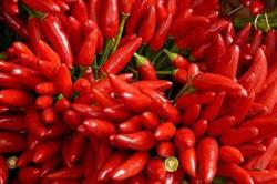 Peperoncino, Pisa orari di apertura