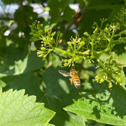Azienda agricola Zanella, Valdobbiadene orari di apertura