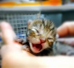 Ambulatorio Veterinario Dott. Ceppa Luciano, Nichelino orari di apertura