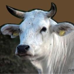 Sagra del Porcino e della Chianina di Castelfranco di Sotto, orari di apertura