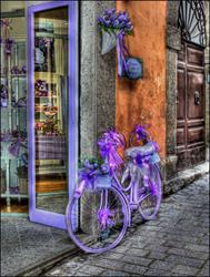 L'Angolo della Lavanda, Viterbo orari di apertura