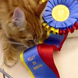 Feles Maine Coon, Ponsacco orari di apertura