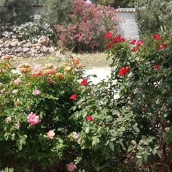 Siino delle rose SS azienda agricola, Cinisi orari di apertura