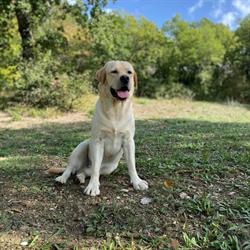Labradormania, Subbiano orari di apertura