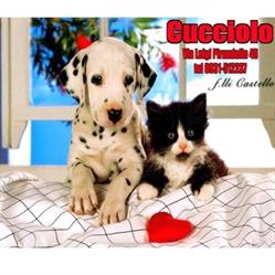 cucciolo, Augusta orari di apertura