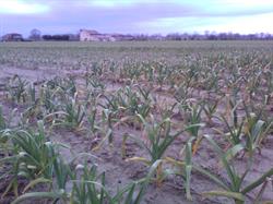 Al Botteghino, Ariano orari di apertura