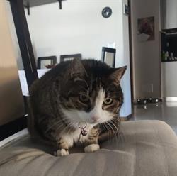 Ambulatorio Veterinario Rota a Bovezzo di Daniela Girlando anche domicili, orari di apertura