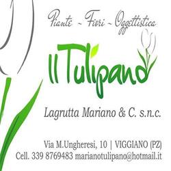 Il Tulipano - Piante, Fiori & Oggettistica, Viggiano orari di apertura