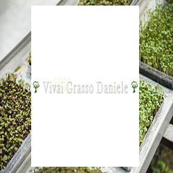 Vivai e Piante Grasso Daniele, Montecalvo Irpino orari di apertura