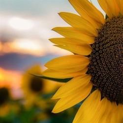 Agriturismo biologico I Girasoli di Lari, orari di apertura