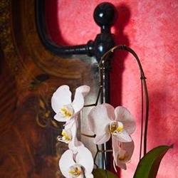 B&B ATTARTE, Travo orari di apertura