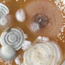 Bactory Srl - Laboratorio di Microbiologia Ambientale e Nanotecnologie, Verona orari di apertura