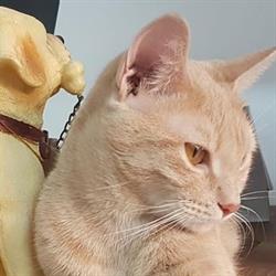 Pet Shop Iris, Polignano a Mare orari di apertura