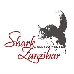 Shark Zanzibar - Allevamento Border Collie, Castelfranco Emilia orari di apertura
