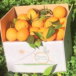 Arancia Tale e Quale, Palagonia orari di apertura