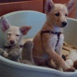 Scooby Dog - Toelettatura e Self Wash, Peschiera Borromeo orari di apertura