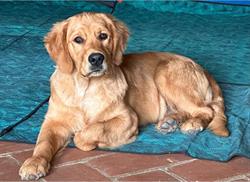 Lars Porsenna Golden Retriever (Goldenlars), Sinalunga orari di apertura
