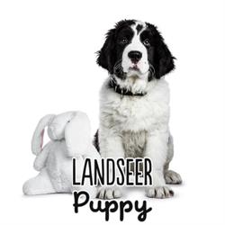 Landseer Puppy, Modena orari di apertura