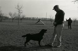 Allevamento Luckyland Labrador, Corbetta orari di apertura