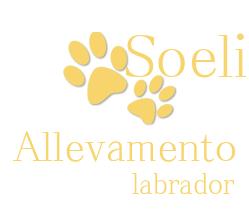Allevamento Labrador Retriever SOELI, Comabbio orari di apertura