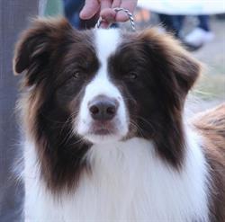 Allevamento Border Collie Conte, Bibbiena orari di apertura