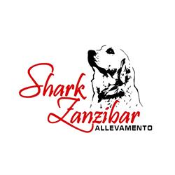 Shark Zanzibar - Allevamento Golden Retriever, Castelfranco Emilia orari di apertura
