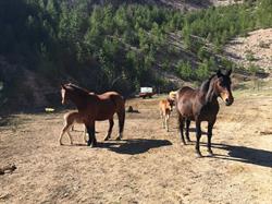 IL CAVALLO DEL CATRIA, Cantiano orari di apertura