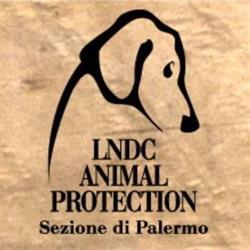 Lega del Cane Palermo, orari di apertura