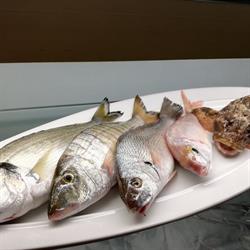 Tonì, Termoli orari di apertura