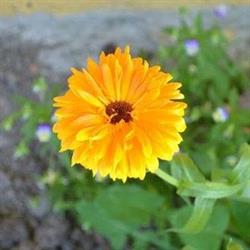 Agriturismo e Agri.Pasticceria - Az. Agricola La Calendula, Granze orari di apertura