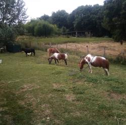 Lori Riding Centre, Manziana orari di apertura