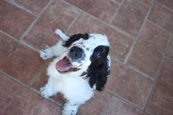 Clinica Veterinaria San Rocco, Bedizzole orari di apertura