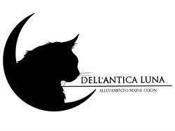 Allevamento Maine Coon Dell'Antica Luna, Legnano orari di apertura