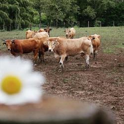 Azienda Agricola Bongi Antonio, Fivizzano orari di apertura