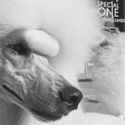Best of Breed, Padova orari di apertura