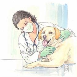 Ambulatorio Veterinario Orsa Maggiore, Roma orari di apertura