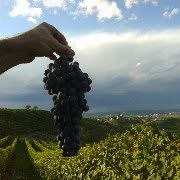 Azienda Biologica Bolla, Diano d'Alba orari di apertura