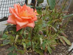 B&B Villa delle rose, Roccaraso orari di apertura