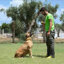 Centro Cinofilo Antica Borgata, Lecce orari di apertura