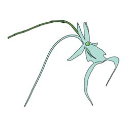 Le Orchidee del Lago Maggiore, Belgirate orari di apertura
