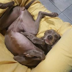 Coccole pet, Torino orari di apertura