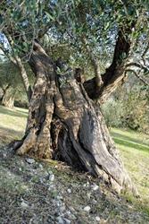 Agriturismo Acquaviva Todi, orari di apertura