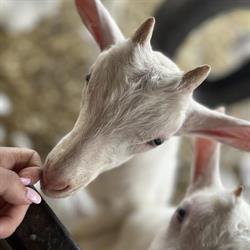 Donzeno - Fattoria con cucina, Annone di Brianza orari di apertura