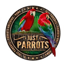 Just Parrots, Roma orari di apertura